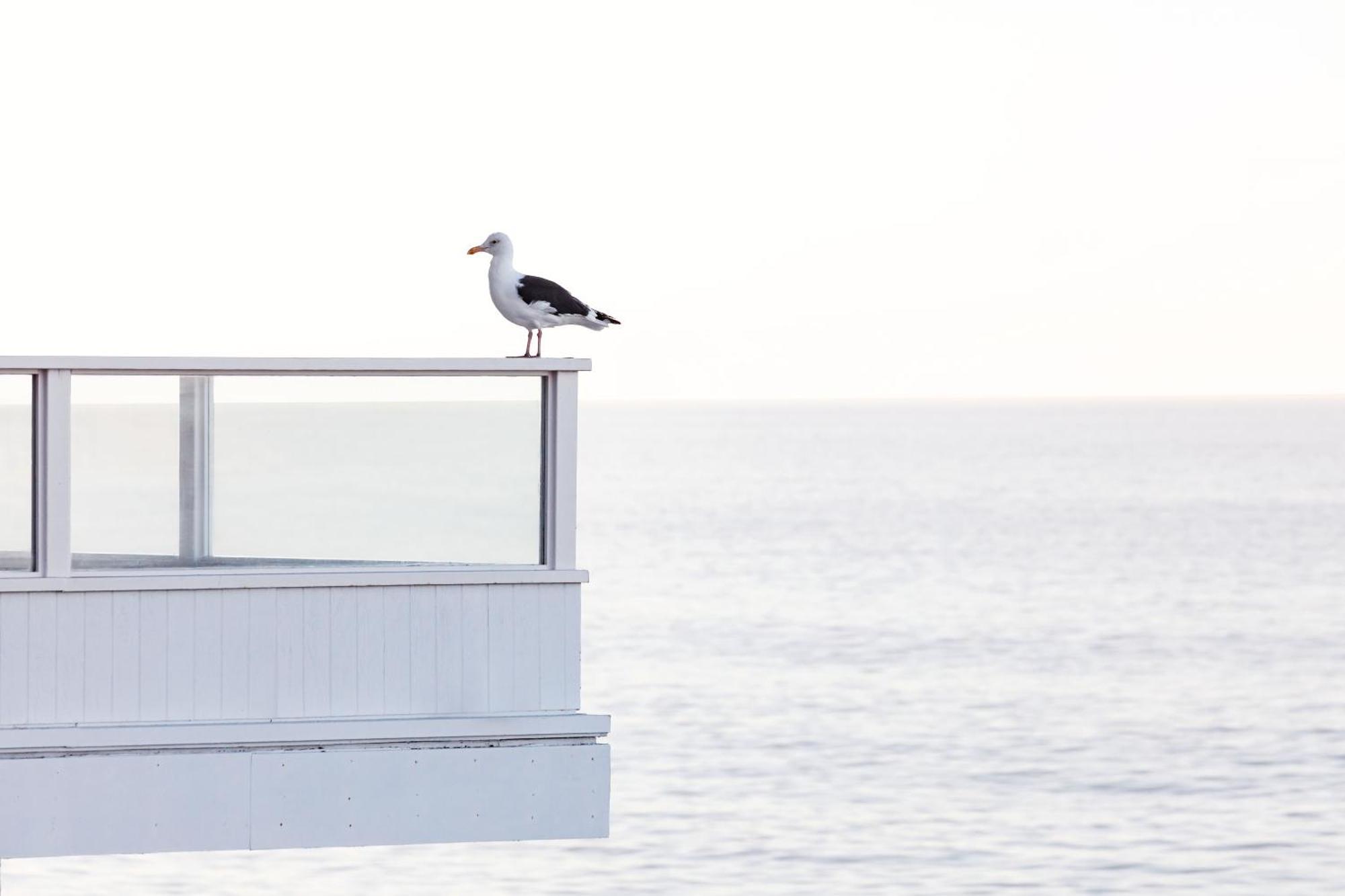 Pacific Edge Hotel Laguna Beach Eksteriør billede